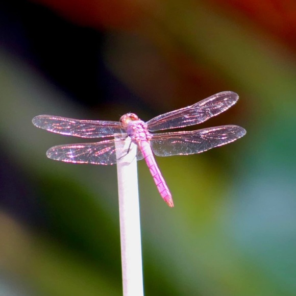 ireangel